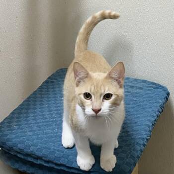 Rescue Domestic Medium Hair and Domestic Short Hair Cats for Adoption in Stanwood, Washington - Hexagon | PetCurious