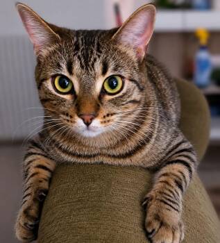 Saffron -  Domestic Short Hair Cat for Adoption in Brentwood, California - Saffron | PetCurious