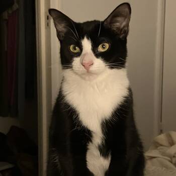 Rescue Domestic Short Hair Cats for Adoption - Mimosa | PetCurious