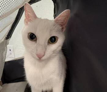 Elsa -  Domestic Short Hair Cat for Adoption - Elsa | PetCurious
