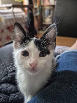 Agnes & Rosie (**bonded pair) -  Domestic Short Hair Cat for Adoption in Wheaton, Illinois - Agnes & Rosie (**bonded Pair) | PetCurious