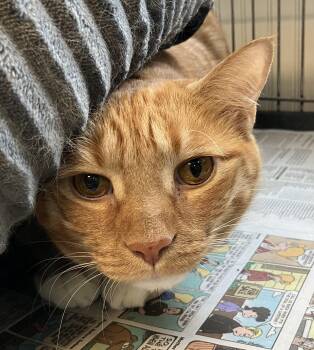 Ghost -  Domestic Short Hair Cat for Adoption in Parma, Ohio - Ghost | PetCurious