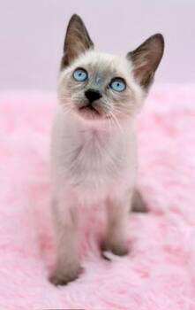 Confetti -  Siamese Cat for Adoption in Covington, Louisiana - Confetti | PetCurious