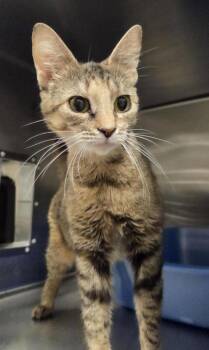 Bean -  Domestic Short Hair Cat for Adoption in Vancouver, Washington - Bean | PetCurious