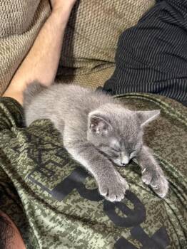 Thumbelina -  American Shorthair Cat for Adoption in Greensboro, North Carolina - Thumbelina | PetCurious