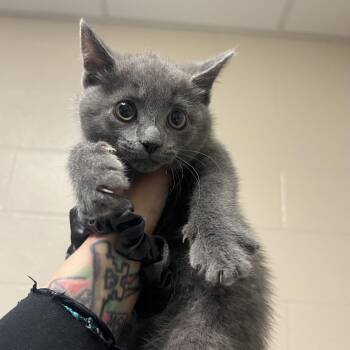 Parmesean -  Domestic Short Hair Cat for Adoption in Pittsburgh, Pennsylvania - Parmesean | PetCurious