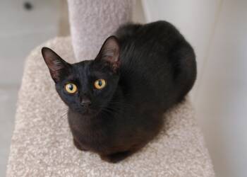 Lotus -  Domestic Short Hair Cat for Adoption in Boise, Idaho - Lotus | PetCurious