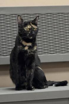 Rescue Domestic Short Hair Cats for Adoption in Greece, New York - Ember | PetCurious