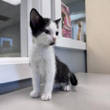 Chatterbox -  Domestic Short Hair Cat for Adoption in Toms River, New Jersey - Chatterbox | PetCurious