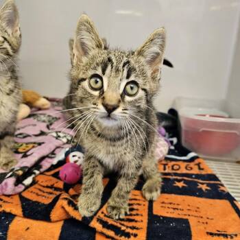Walsh -  Domestic Short Hair Cat for Adoption in Monroe, Michigan - Walsh | PetCurious