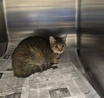 Domestic Short Hair Cats Available for Adoption in Houston, Texas - ROSE | PetCurious