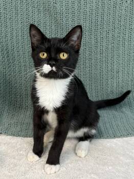 261318  Spider -  Domestic Short Hair Cat for Adoption in Wetumpka, Alabama - 261318  Spider | PetCurious