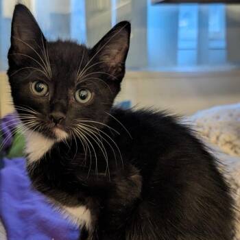 Binx -  Domestic Short Hair Cat for Adoption in Buchanan Dam, Texas - Binx | PetCurious
