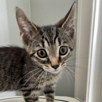 Petrova -  Domestic Short Hair Cat for Adoption in Evanston, Illinois - Petrova | PetCurious