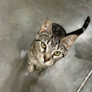 Clarissa -  Domestic Short Hair Cat for Adoption in Fairmont, West Virginia - Clarissa | PetCurious