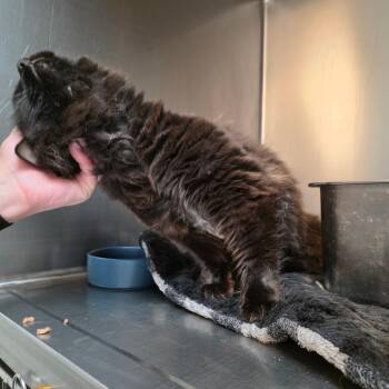 HSMC-Stray-4116 Sam -  Domestic Long Hair Cat for Adoption in Belfair, Washington - HSMC-Stray-4116 Sam | PetCurious