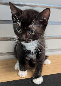 Tiki -  Domestic Short Hair Cat for Adoption in Cape Coral, Florida - Tiki | PetCurious
