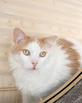 Domestic Long Hair Cats Available for Adoption - Marbles  | PetCurious
