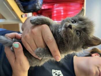 Domestic Medium Hair Cats Available for Adoption in Evansville, Indiana - Valentina | PetCurious