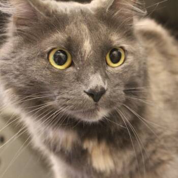 Zee Zee -  Domestic Long Hair Cat for Adoption in Yucca Valley, California - Zee Zee | PetCurious