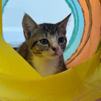 Rosalina -  Domestic Short Hair Cat for Adoption in Sunrise, Florida - Rosalina | PetCurious
