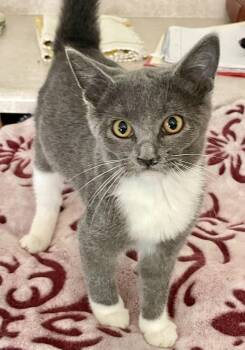 Rescue Domestic Short Hair Cats for Adoption in Lacon, Illinois - Ivania | PetCurious