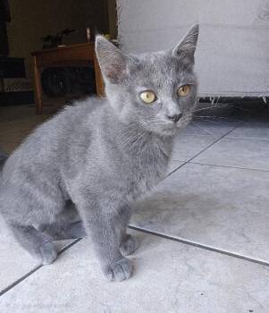 Slate -  Domestic Short Hair Cat for Adoption in Oviedo, Florida - Slate | PetCurious