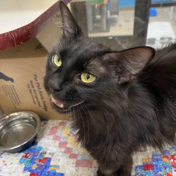 Birdie -  Domestic Medium Hair Cat for Adoption in Lakewood, Colorado - Birdie | PetCurious