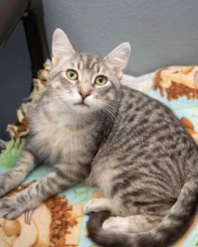 Alexander -  Domestic Short Hair Cat for Adoption in Boone, Iowa - Alexander | PetCurious