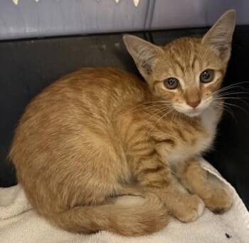 Penny -  Domestic Short Hair Cat for Adoption in Honolulu, Hawaii - Penny | PetCurious