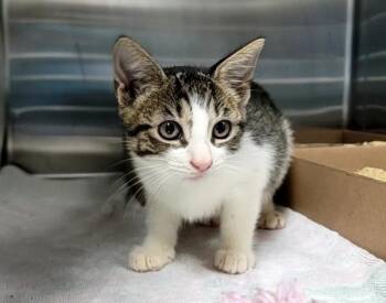 Bread -  Domestic Short Hair Cat for Adoption - Bread | PetCurious
