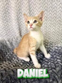 Domestic Short Hair Cats Available for Adoption in Boerne, Texas - Daniel | PetCurious