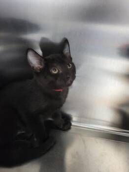 Sf-19 Ivy -  Domestic Short Hair Cat for Adoption in Lawrenceville, Georgia - Sf-19 Ivy | PetCurious