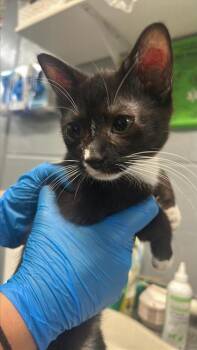 Robin (Red) -  Domestic Short Hair Cat for Adoption in Largo, Florida - Robin (Red) | PetCurious