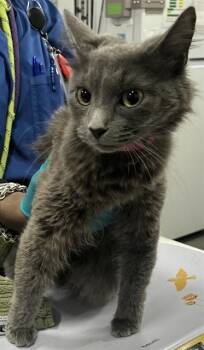 Domestic Long Hair Cats Available for Adoption - GRAYME | PetCurious