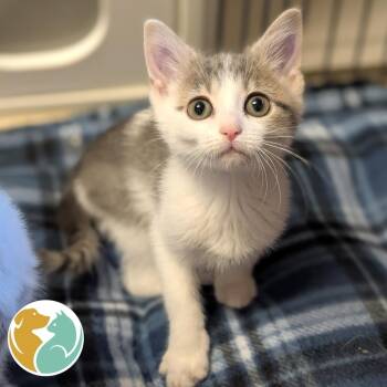 Jynxie -  Domestic Short Hair Cat for Adoption in Toledo, Ohio - Jynxie | PetCurious