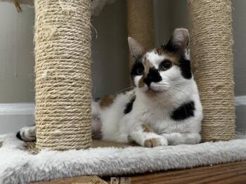 Mazie -  Domestic Short Hair Cat for Adoption - Mazie | PetCurious