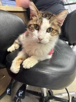 Heath -  Domestic Medium Hair and Domestic Short Hair Cat for Adoption in Cincinnati, Ohio - Heath | PetCurious