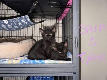 Tylenol -  Domestic Short Hair Cat for Adoption in Topeka, Kansas - Tylenol | PetCurious