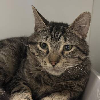 Domestic Short Hair Cats Available for Adoption in Matteson, Illinois - Zoomie | PetCurious