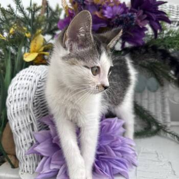 Mensa Limon 56312 -  Domestic Short Hair Cat for Adoption in Eaton Rapids, Michigan - Mensa Limon 56312 | PetCurious