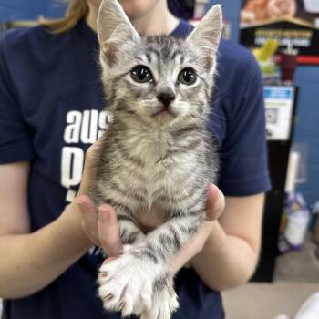 Silver Bell -  Domestic Short Hair Cat for Adoption in Austin, Texas - Silver Bell | PetCurious