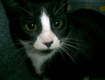 Karn (Working Cat) -  Domestic Short Hair Cat for Adoption in Plover, Wisconsin - Karn (Working Cat) | PetCurious