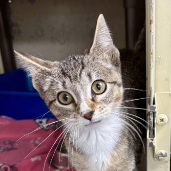 Tarot -  Domestic Short Hair Cat for Adoption in Charles City, Iowa - Tarot | PetCurious