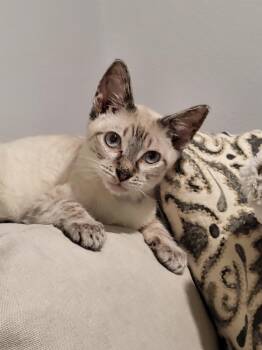 Rescue Siamese Cats for Adoption in Houston, Texas - Finn - Lynx Point Siamese | PetCurious