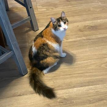 Autumn -  Domestic Medium Hair Cat for Adoption in Hemet, California - Autumn | PetCurious