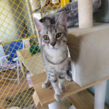 Domestic Short Hair Cats Available for Adoption - Betty | PetCurious