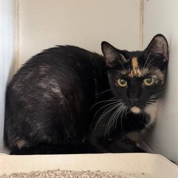 MIRAGE -  Domestic Short Hair Cat for Adoption in Riverside, California - MIRAGE | PetCurious