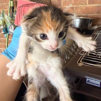 Talia -  Domestic Short Hair Cat for Adoption in Birmingham, Alabama - Talia | PetCurious