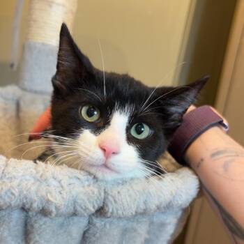Bruce -  Domestic Short Hair Cat for Adoption in Saint Charles, Missouri - Bruce | PetCurious
